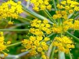 صدور شیره آنغوزه همراه با ناخالصی