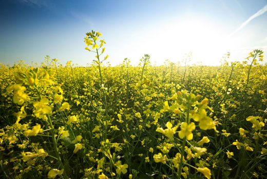 ترویج کشت کلزا و محصولات کم آب بر در شهرستان خانمیرزا