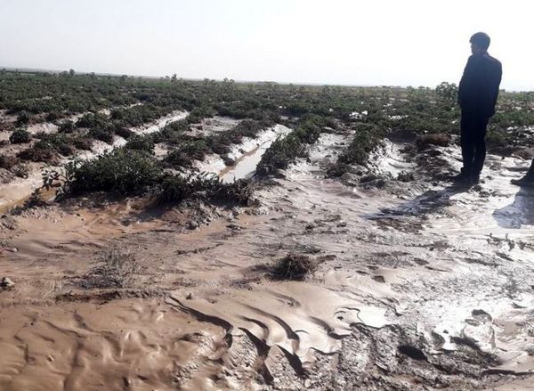 خسارت سیل به ۵۱۰ هکتار عرصه کشاورزی خراسان شمالی 