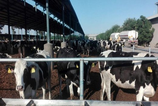 تسریع در روند هویت گذاری دام در چهارمحال و بختیاری