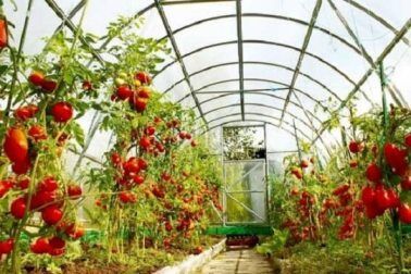 کشت‌های گلخانه‌ای در حال حاضر بهترین گزینه کشت در شهرستان انار است
