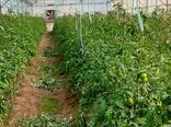 سرمایه‌گذار متقاضی احداث گلخانه‌ در اصفهان منتظر تسهیلات هستند