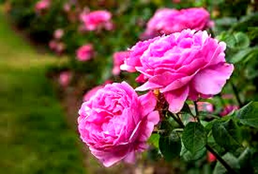کشت گل محمدی و گیاهان دارویی در پردیس توسعه می یابد