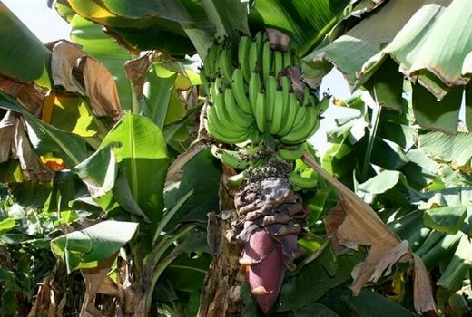 طرح خودکفایی موز با مطالعات جامع و دقیق انجام شود
