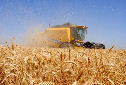 سازمان هدفمندسازی: ۱۰۰ درصد طلب گندم‌کاران پرداخت شد