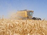 پیش‌بینی خرید 85 هزار تن گندم در استان سمنان