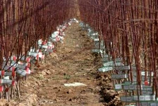 آغاز توریع نهال در شهرستان خانمیرزا