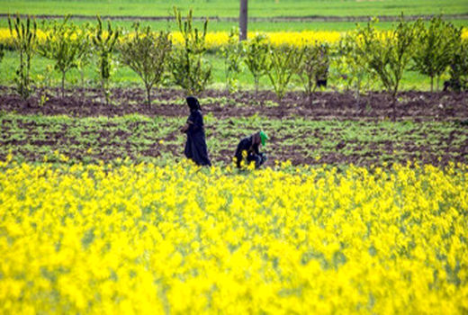 همه مطالبات کلزاکاران خراسان شمالی پرداخت شد