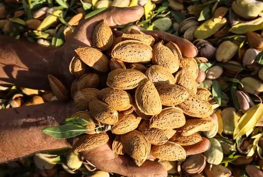افزایش سه برابری تولید بادام در بیضاء