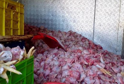 یک هزار و ۶۰۰ کیلوگرم گوشت و مرغ فاسد در تهران معدوم شد