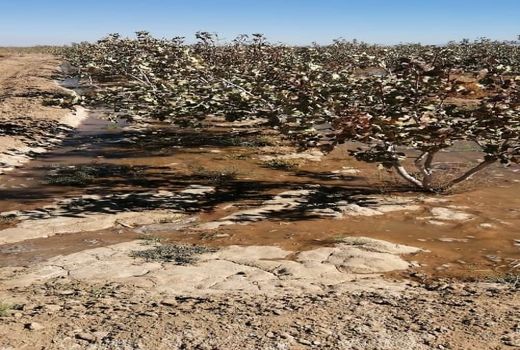 خسارت سرما و یخبندان به کشاورزی نی ریز