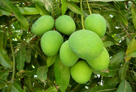 برداشت انبه درسیستان وبلوچستان آغازشد