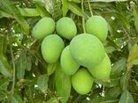 برداشت انبه درسیستان وبلوچستان آغازشد