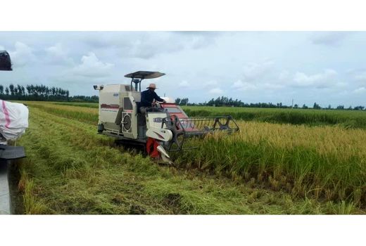 برداشت 100 درصدی برنج در مازندران/207 هزار هکتار مکانیزه برداشت شد