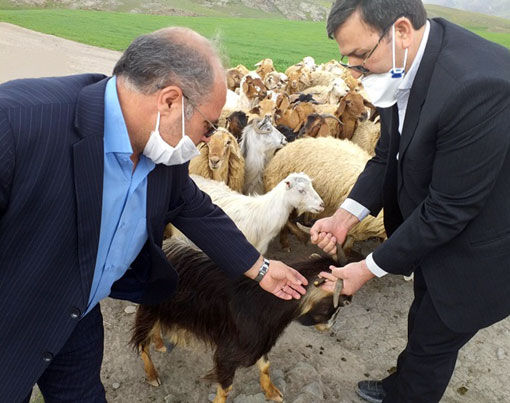 پلاک‌کوبی 28 هزار راس دام در شهرستان اهر