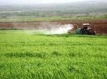 سمپاشی ۳ هزار هکتار از مزارع کردستان علیه آفت ملخ
