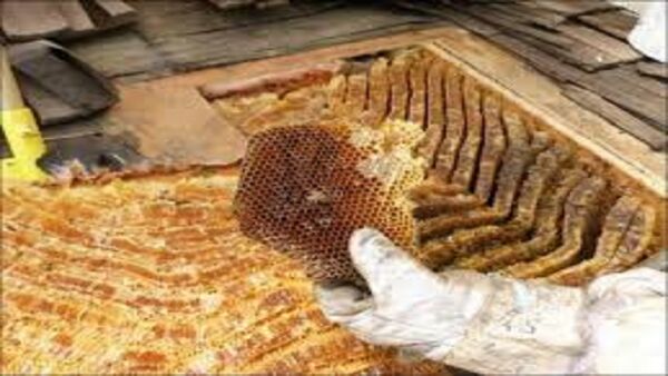 پیش‌بینی افزایش ۵۰ درصدی تولید عسل در شهرستان اسلام آباد غرب