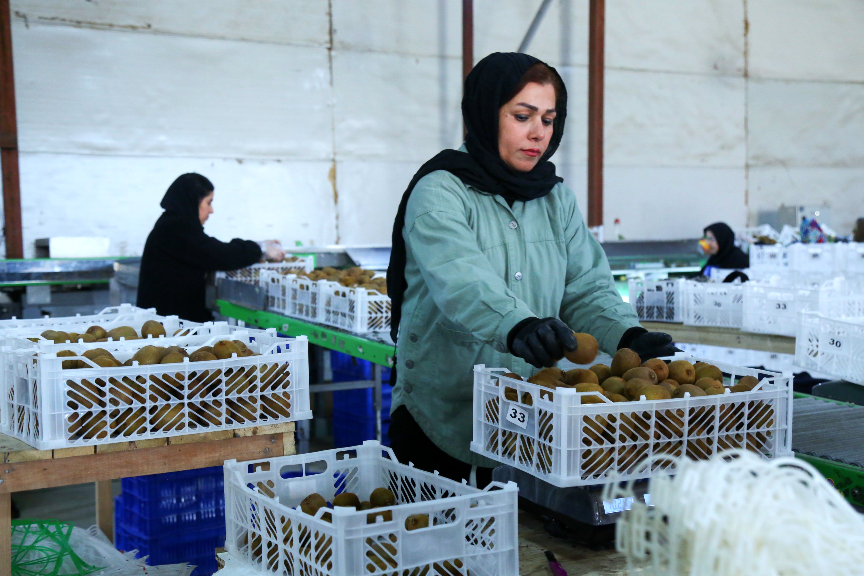  میوه ای شگفت انگیز به نام کیوی 