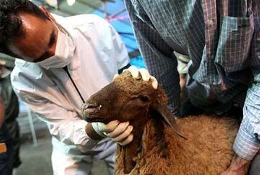 اجرای طرح تشدید نظارت های بهداشتی و شرعی در روز عید قربان