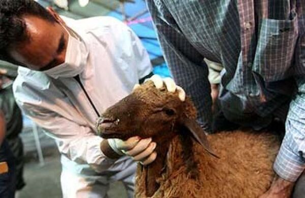 اجرای طرح تشدید نظارت های بهداشتی و شرعی در روز عید قربان