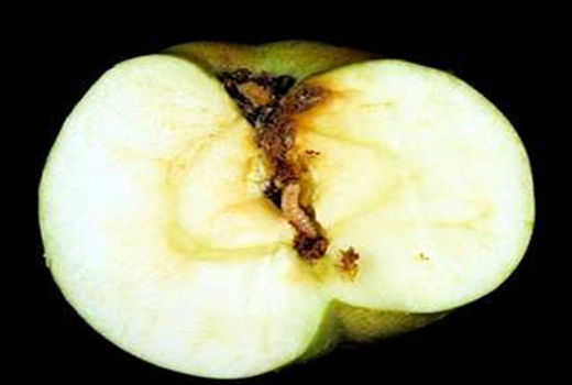 مبارزه به موقع با آفات و جلوگیری از شیوع بیماری های گیاهی در باغات شهرستان اهر