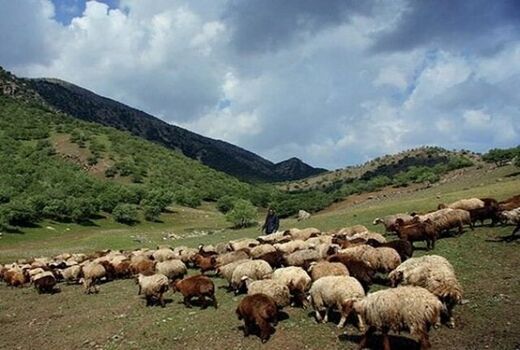 ممنوعیت ورود دام به مراتع چهارمحال و بختیاری