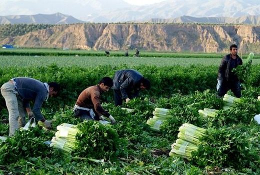 ۱۸۰ هکتاراز اراضی شهرستان طارم زیر کشت کرفس می رود