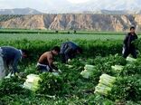 ۱۸۰ هکتاراز اراضی شهرستان طارم زیر کشت کرفس می رود