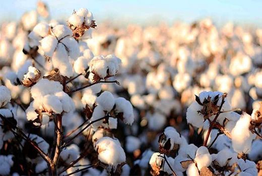 قیمت هر کیلوگرم وش پنبه 28 هزار تومان اعلام شد