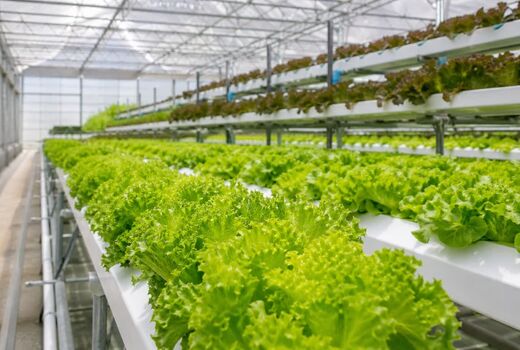 سبزیجات برگی؛ ظرفیت مغفول گلخانه‌ها برای تولید سالم‌تر با مصرف آب کمتر