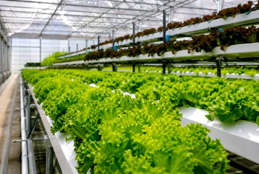 سبزیجات برگی؛ ظرفیت مغفول گلخانه‌ها برای تولید سالم‌تر با مصرف آب کمتر