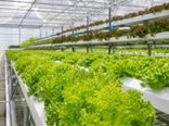 سبزیجات برگی؛ ظرفیت مغفول گلخانه‌ها برای تولید سالم‌تر با مصرف آب کمتر
