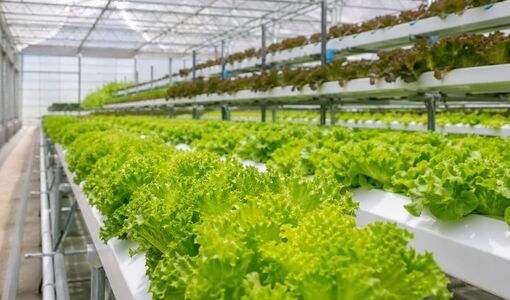 سبزیجات برگی؛ ظرفیت مغفول گلخانه‌ها برای تولید سالم‌تر با مصرف آب کمتر