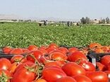 ضرورت توسعه زنجیره‌های ارزش کشاورزی قراردادی محصول گوجه فرنگی 