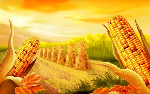 ذرت‌کاران ماش‌کار شدند/ کاهش سطح زیر کشت ذرت از سه سال پیش تاکنون