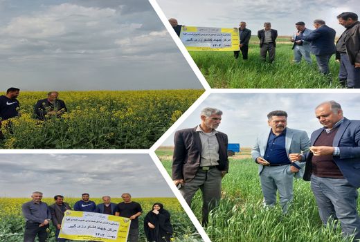 شناسایی و کنترل بیماری‌ها و علف‌های هرز در مزارع اهواز