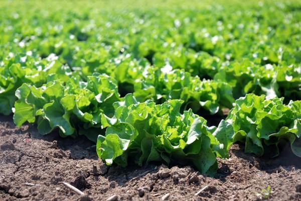 هرمزگان رتبه اول تولید محصولات خارج از فصل را کسب کرد