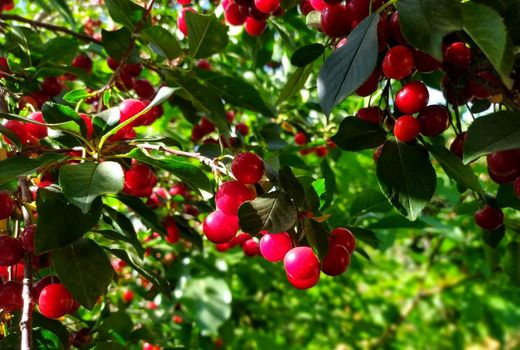 برداشت آلبالو _سامان