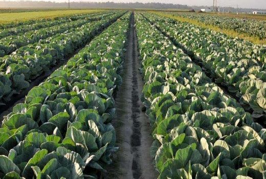 برداشت حدود ۸ هزار تن کلم برگی و گل کلم از مزارع آذربایجان غربی