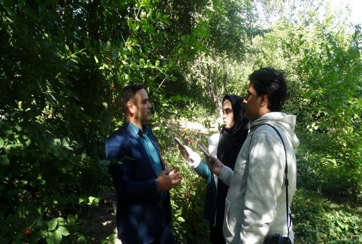 رتبه نخست شهرستان کلیبر در تولید زغال اخته