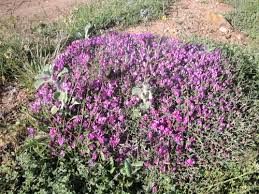 گون بیشترین گونه گیاهی که امسال در آتش سوخت