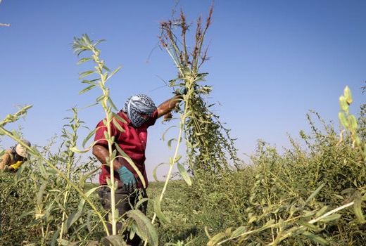 تولید 60 تن کنجد در بیضاء