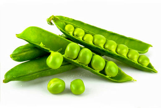 کاشت نخود فرنگی در باغان کوار 