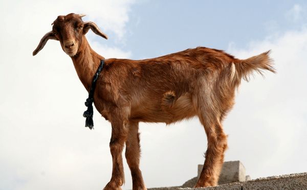 اجرای موفق طرح اصلاح نژاد بز تالی در هرمزگان