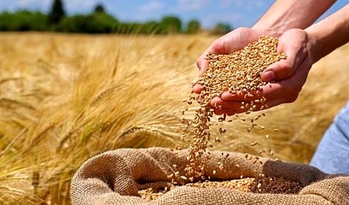 واریز 11 هزار میلیارد تومان به حساب 23 هزار گندم‌کار با عاملیت بانک کشاورزی