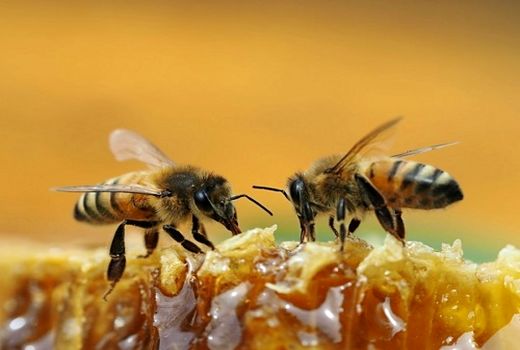 توزیع شکر یارانه ای بین زنبورداران ارسنجان
