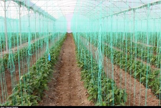 ظرفیت مناسب اصفهان برای کشت های گلخانه ای