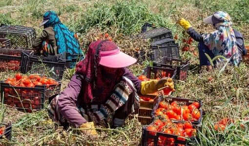 توانمندسازی ۳ هزار زن روستایی برای حضور در بازارهای بین‌المللی