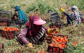 توانمندسازی ۳ هزار زن روستایی برای حضور در بازارهای بین‌المللی