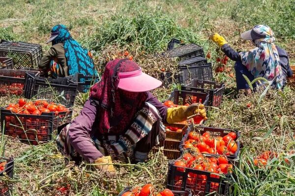 توانمندسازی ۳ هزار زن روستایی برای حضور در بازارهای بین‌المللی